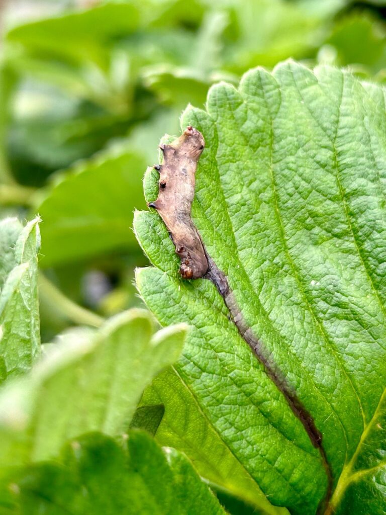 andermatt sicilly article littovir larves littoralis infectées