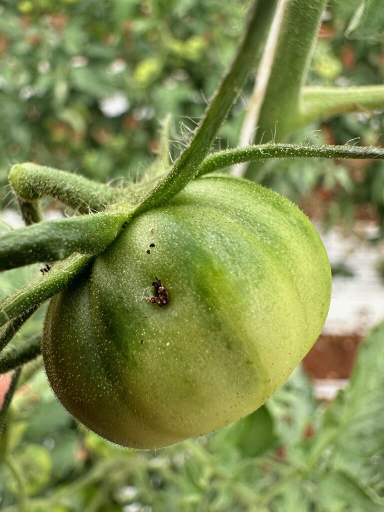 andermatt sicilly article tuta absoluta dommages sur les fruits de tomates