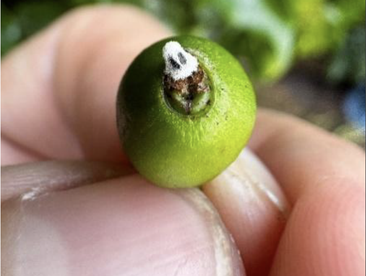 colonized coffee berry borer